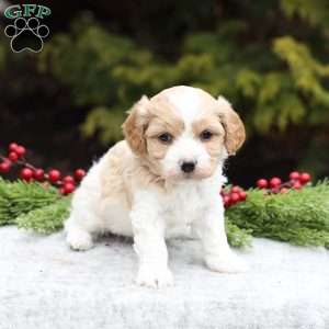 Belle, Cavachon Puppy